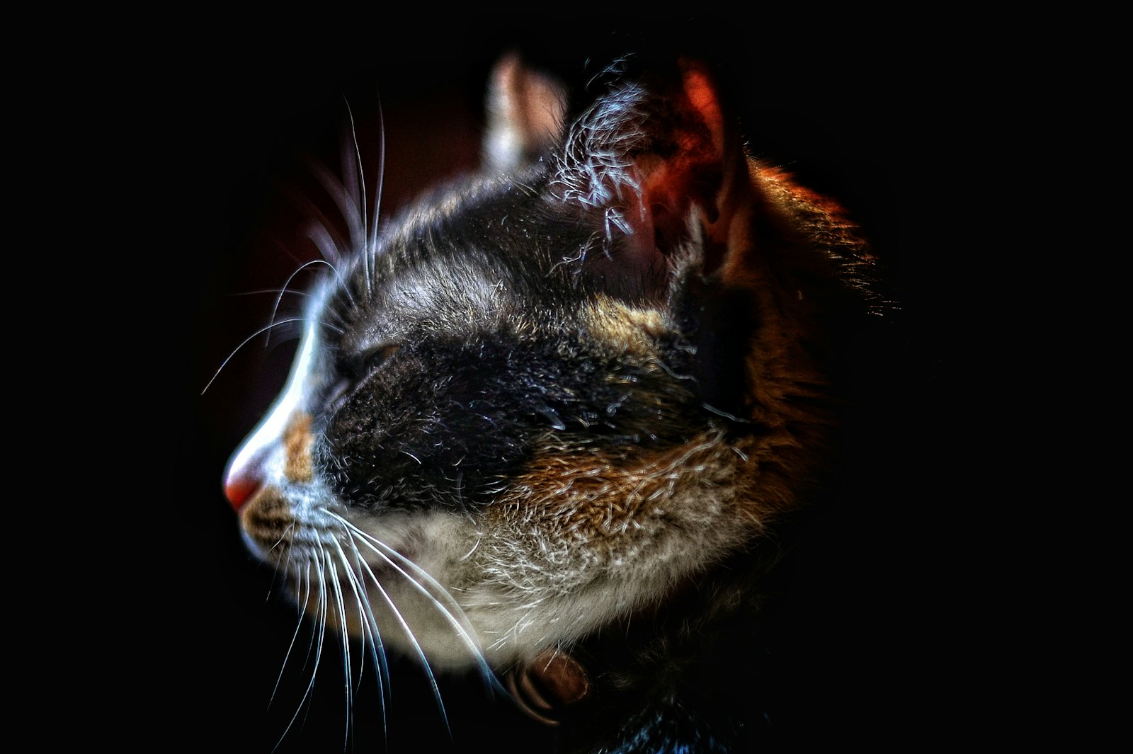 Close-up of a cat, the species whose narrower metabolic margin sets the limits on what can be shared with a dog